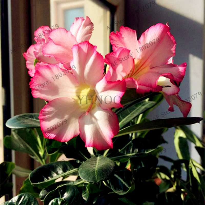 Mixed Color Desert Rose Seeds - Easy to Grow Bonsai Flower for Home Garden Planting
