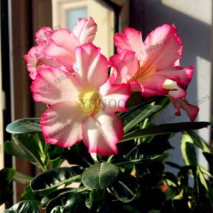 Mixed Color Desert Rose Seeds - Easy to Grow Bonsai Flower for Home Garden Planting