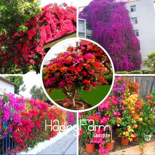 Colorful Bougainvillea Seeds - Spectabilis Willd Bonsai Flower Plants for Home Garden