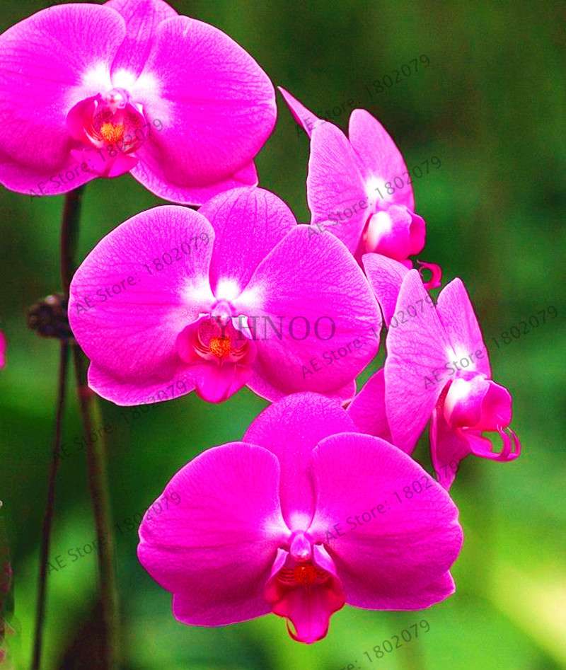 Rare Mixed Color Butterfly Orchid Seeds - Beautiful Bonsai Balcony Flowers for Garden Planting