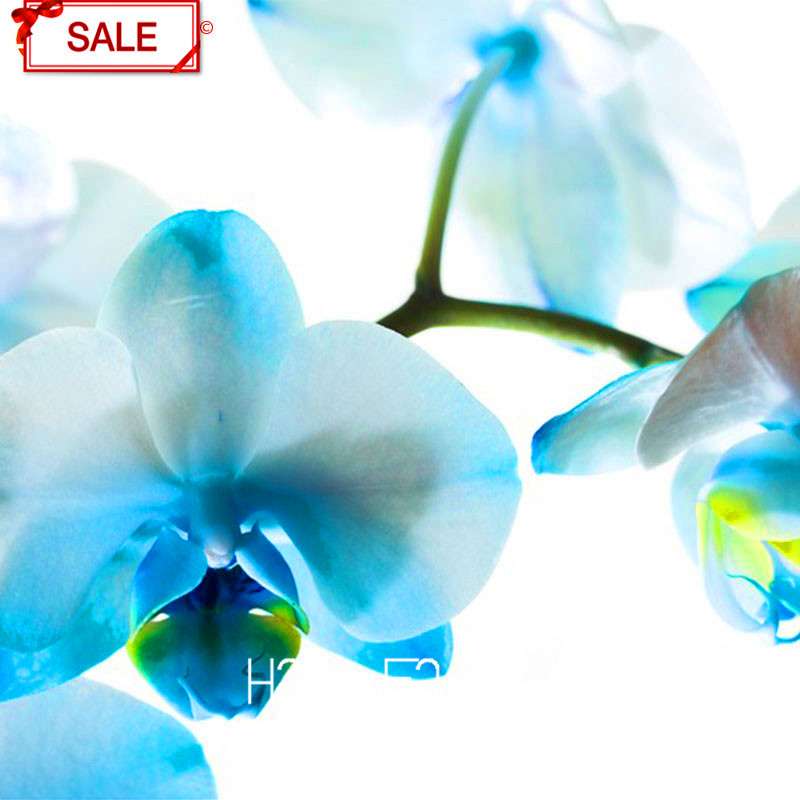 Phalaenopsis Orchid Seeds - 9 Stunning Varieties, Perennial Potted Flowers for Home & Garden