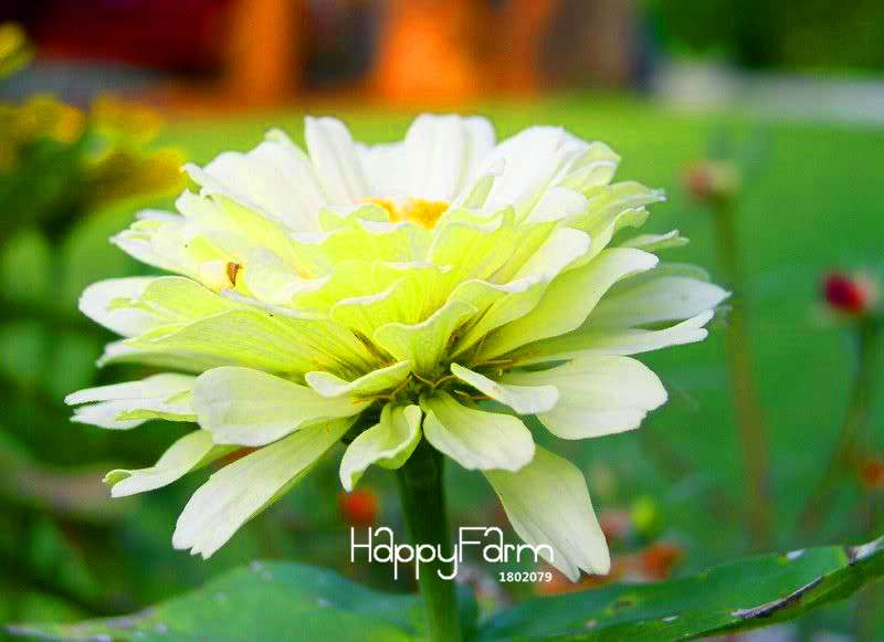 Premium Zinnia Seeds Mix - 24 Varieties, - Rare Colorful Flowers for Indoor & Outdoor Gardens