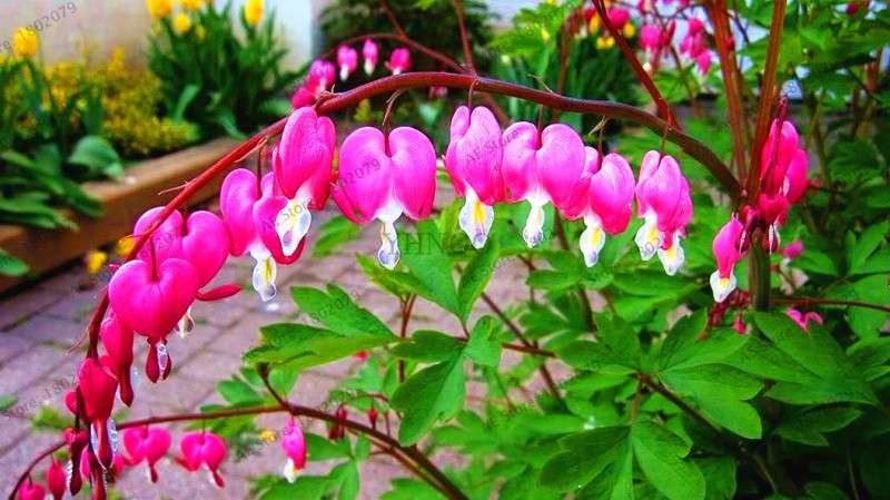 Bleeding Heart Seeds (Dicentra Spectabilis) - Orchid Seeds for Pots & Cottage Gardens