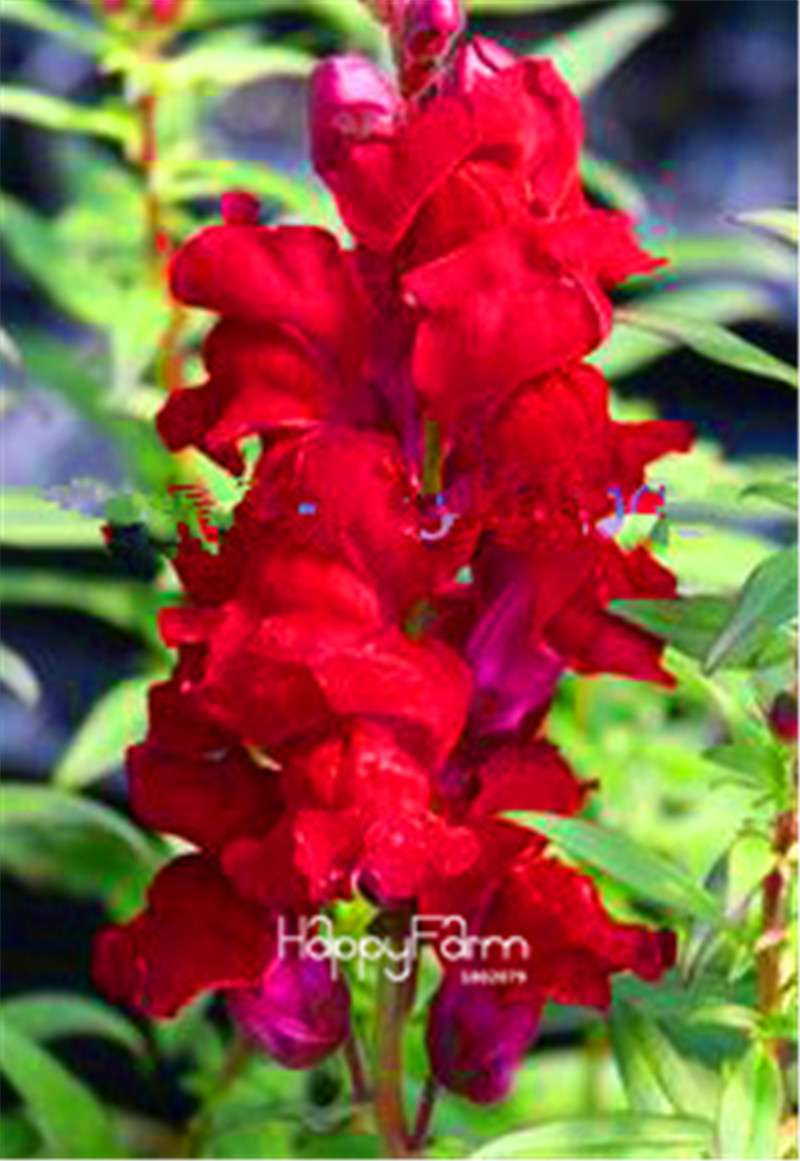 Rare Black Rose Snapdragon Seeds - Exotic Death Flower Plant for Garden