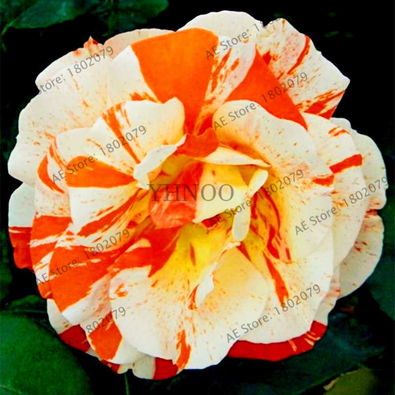 Rare Candy Stripe Rose Seeds - Mixed Color Bonsai Flower Seeds for Home Garden (Black, Blue)