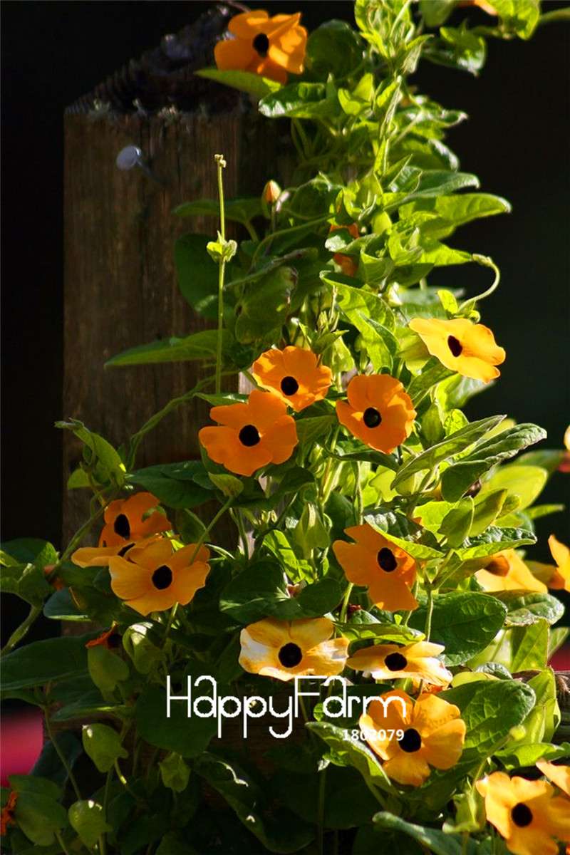 Organic Black-eyed Susan Vine Seeds (Thunbergia alata) - Piece Climbing Flower Mix for Gardens