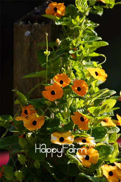 Organic Black-eyed Susan Vine Seeds (Thunbergia alata) - Piece Climbing Flower Mix for Gardens