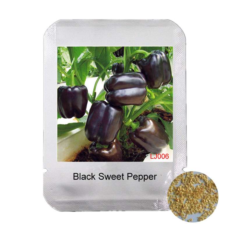 Organic Black Sweet Pepper Seeds - Non-GMO, Balcony & Potted Plant, Home Garden Vegetable Seeds for Planting
