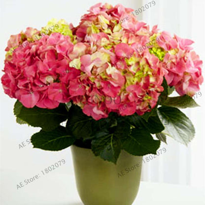 Hydrangea Bonsai Seeds - Perennial Wedding Flowers for Home & Garden - Easy to Grow