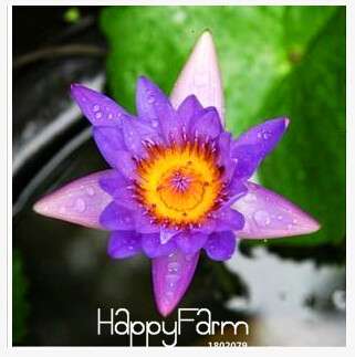 Buy Water Lily Seeds - Fresh Bowl Lotus & Water Lilies - Fast US Shipping