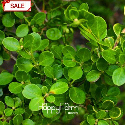 Boxwood Bonsai Seeds - Grow Purifying Air Boxtree Plants, Real Potted Seeds for Home & Garden