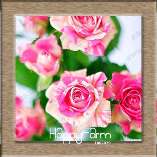 Pink & White Rose Seeds - 24 Rare Colors, for Balcony Planting, Potted Flower Garden
