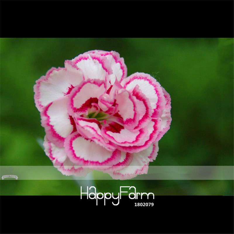 Carnation Seeds - 23 Rare Colors Including Black, Blue & Purple | Dianthus Caryophyllus Pack