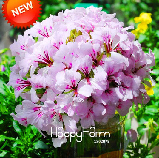 Pelargonium Peltatum Seeds - Geranium Flower Seeds, 17 Colors, Perennial Blooms for Garden & Containers