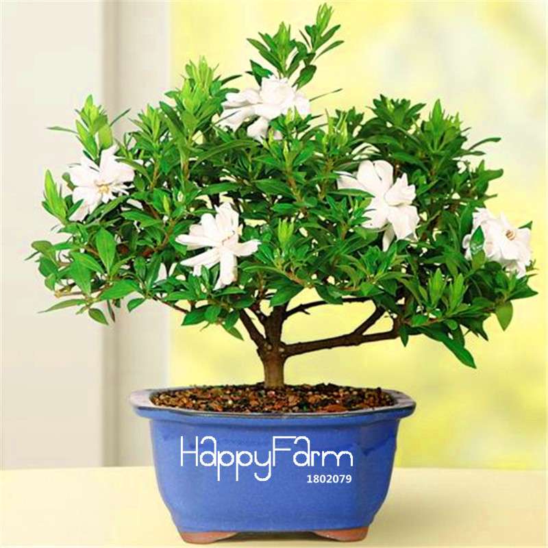 Gardenia Seeds - Fragrant Cape Jasmine for Home Garden, Potted Bonsai, Indoor & Outdoor Planting (Beautiful Flowers)