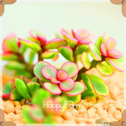 99 Varieties Lithops Seeds - Succulent & Bonsai Plants for Office, Home Garden - Easy to Grow