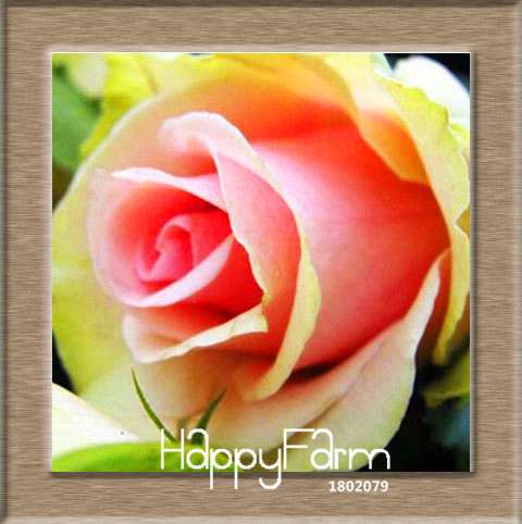 Colorful Rainbow Rose Seeds - 20 Varieties, for Bonsai & Flower Pots | Premium Planting Kit