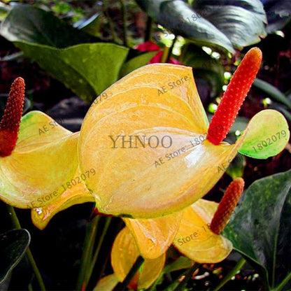 Anthurium Seeds - Colorful Bonsai Flower Seeds for Home Garden, Balcony DIY Planting (Andraeanum)