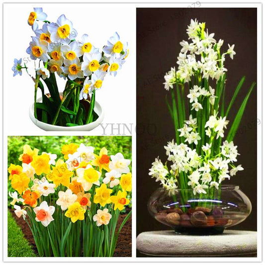 Double Petal Daffodil Bonsai Seeds - Aquatic Plant Seeds for Home Garden Planting