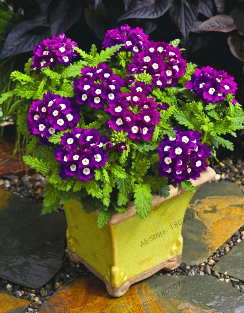 Verbena Seeds for Planting - Easy to Grow Potted Flowers, Bonsai Garden Seeds for Home & Outdoors