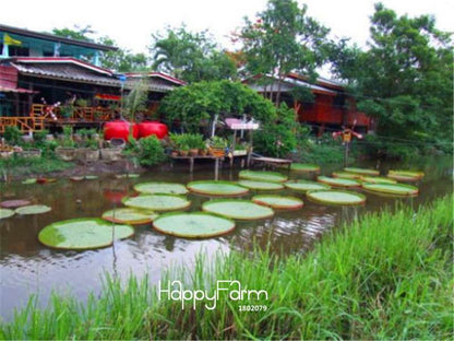 Victoria Amazonica Giant Water Lily Seeds - 5 Rare Aquatic Plant Seeds for Ponds & Gardens