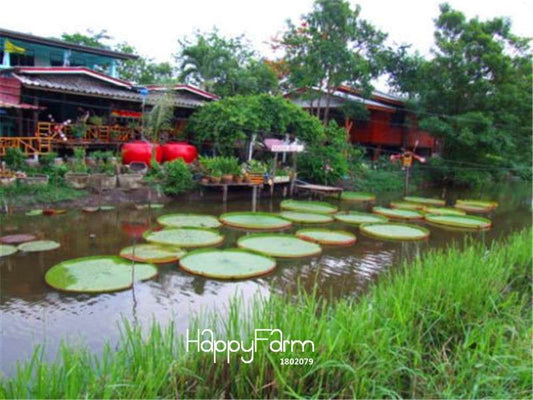 Victoria Amazonica Giant Water Lily Seeds - 5 Rare Aquatic Plant Seeds for Ponds & Gardens