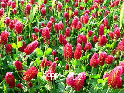 Crimson Clover Seeds - Fast-Growing, Vibrant Flowers for Garden & Pots | Free Shipping
