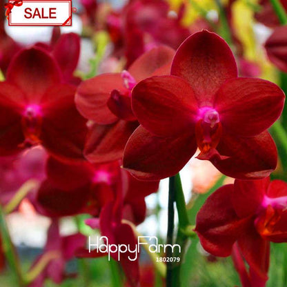Crimson Phlaenopsis Orchid Seeds - Perennial Flowering Plant for Pots, Stunning Home & Garden Decor