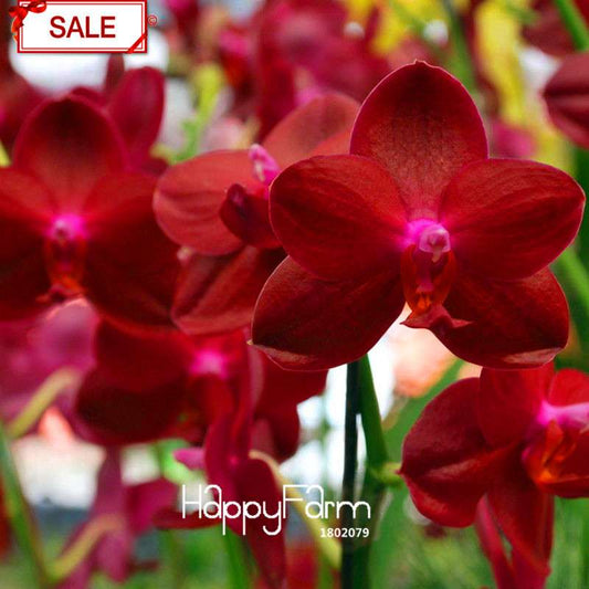 Crimson Phlaenopsis Orchid Seeds - Perennial Flowering Plant for Pots, Stunning Home & Garden Decor