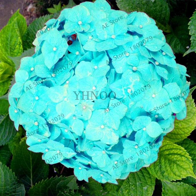 Hydrangea Seeds - Perennial Flowers for Wedding, Party, Home & Garden | Easy Grow Beautiful Blooms