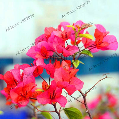 Bougainvillea Bonsai Seeds - Vibrant Flowering Plant for Home & Garden | Fast-Growing, Easy Care