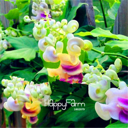 Rare Japanese Snail Vine Seeds - DIY Bonsai, Home Garden & Pot Flowers | Fast-Growing Wisteria