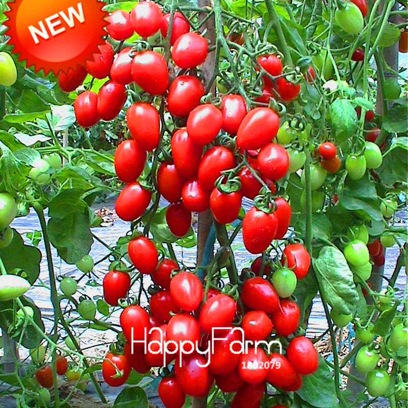Organic Yellow Tomato Seeds for Planting - Sweet Home Garden Balcony, Non-GMO, Easy Grow
