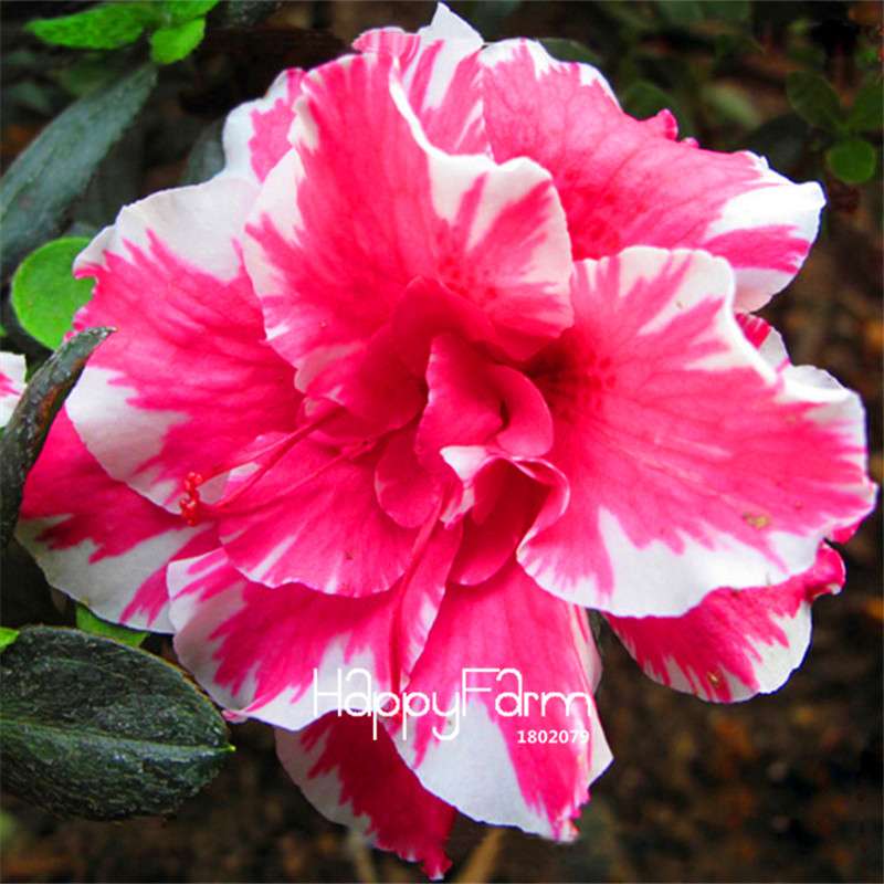 Desert Rose Seeds - Stunning Bonsai Flower for Garden, Balcony & Pots