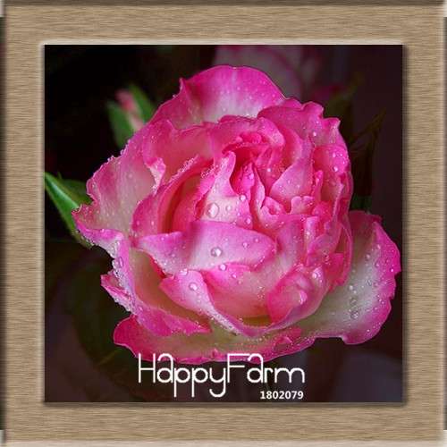 Premium White Black Edge Rose Seeds - for Home Garden & Balcony Planting | Rare Potted Rose Flowers