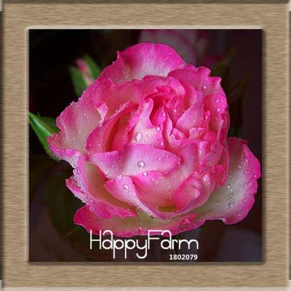 Premium White Black Edge Rose Seeds - for Home Garden & Balcony Planting | Rare Potted Rose Flowers