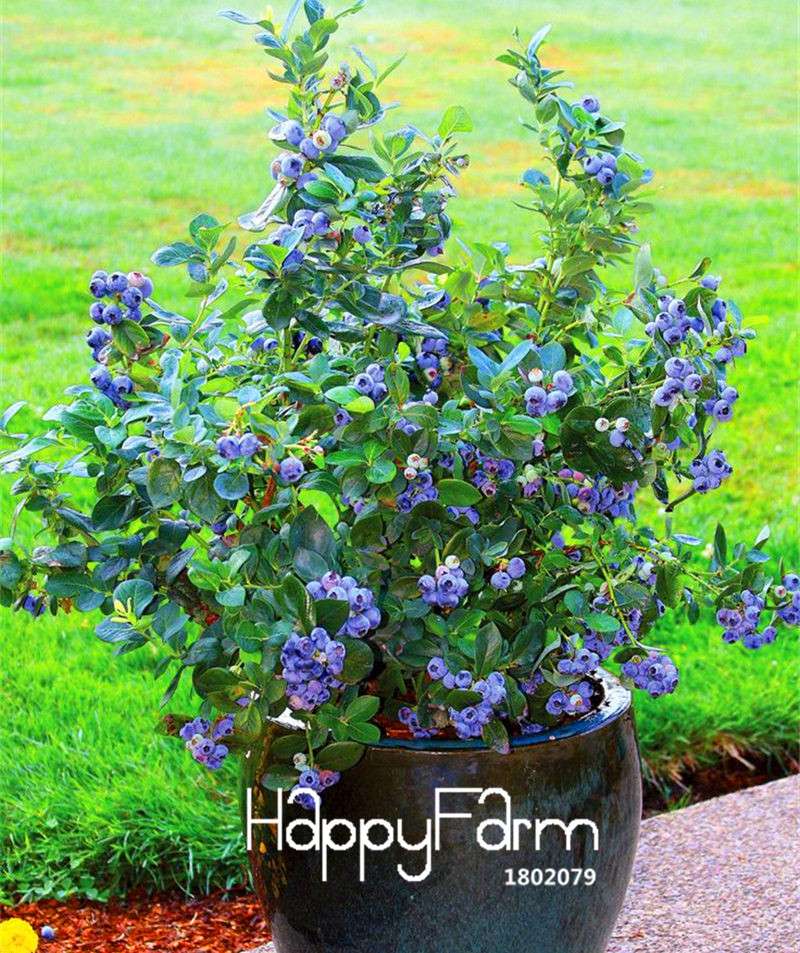 Blueberry Seeds for Planting - Grow Delicious Blueberry Fruit Trees at Home, Indoor/Outdoor Bonsai