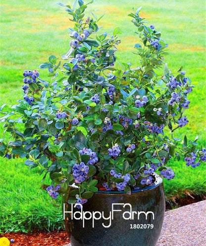 Blueberry Seeds for Planting - Grow Delicious Blueberry Fruit Trees at Home, Indoor/Outdoor Bonsai