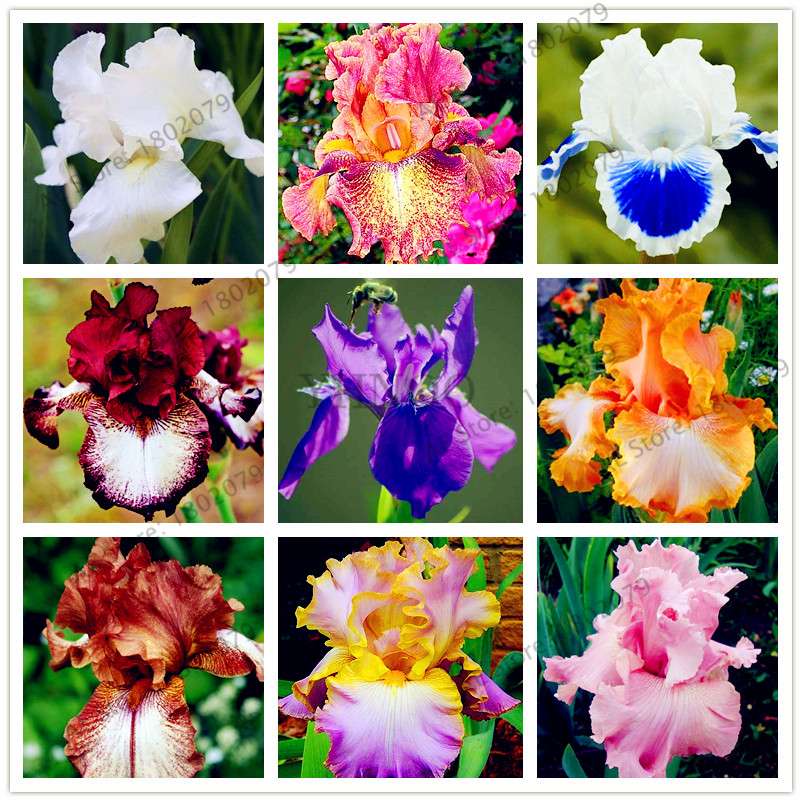 Mixed Color Bearded Iris Seeds - Rare Orchid-Like Flowers for Garden Planting, DIY Home Gardening