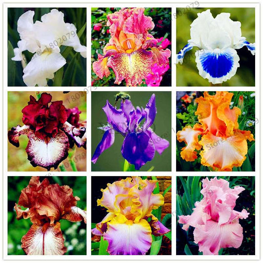 Mixed Color Bearded Iris Seeds - Rare Orchid-Like Flowers for Garden Planting, DIY Home Gardening