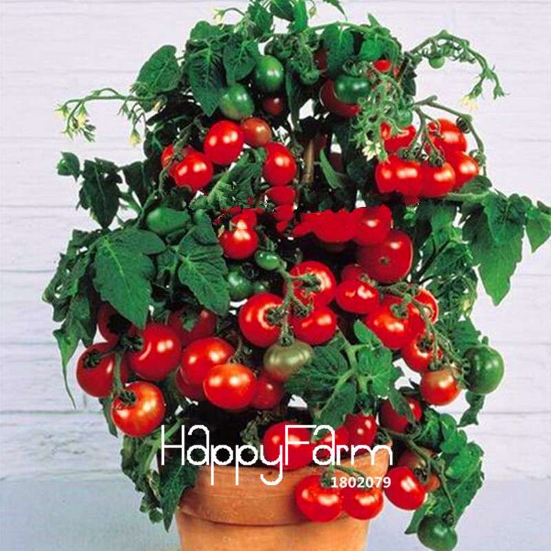 Rainbow Tomato Seeds - Organic Bonsai Veggie & Fruit Seeds for Home Garden, Non-GMO, Easy Grow