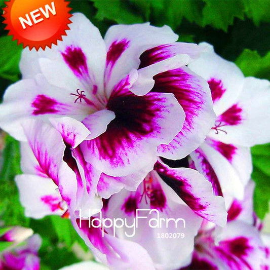Rare Purple Queling Univalve Geranium Seeds | Perennial Pelargonium Peltatum | Exotic Flower Seeds for Garden