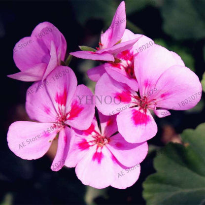 Violet Matthiola Incana Seeds - Easy-Grow Perennial Flower Seeds for Home & Garden Planting