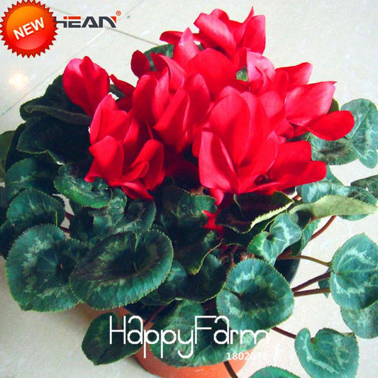 Red Cyclamen Flower Seeds - Perennial Blooming Plants for Home Garden, Easy to Grow