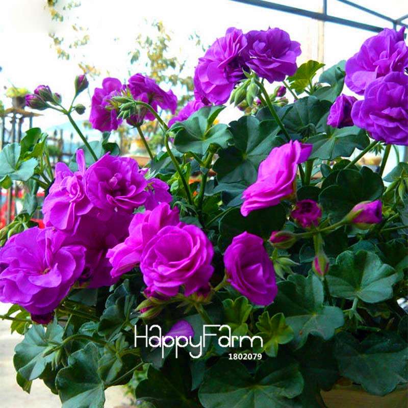 Purple Geranium Seeds - Elegant Perennial Flowers for Indoor & Outdoor Gardening