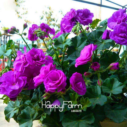 Purple Geranium Seeds - Elegant Perennial Flowers for Indoor & Outdoor Gardening