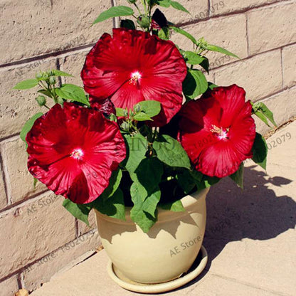 Colorful Bonsai Hibiscus Seeds - Perennial Flower for Home Garden Planting, Hibiscus Mutabilis
