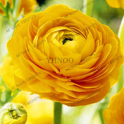 Ranunculus Asiaticus Seeds - Perennial Bonsai Flowers for Home & Garden, Easy to Grow
