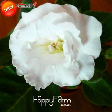 White Gloxinia Seeds - Perennial Sinningia Speciosa, Bonsai & Balcony Flowers - Easy Grow, Stunning Blooms