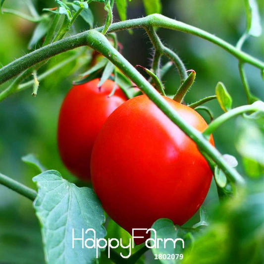 Red Peach Tomato Seeds - Sweet Balcony Bonsai Fruit, Easy-Grow Potted Plant for Home Garden
